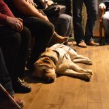 Pies przewodnik, labrador, śpi pod nogami osób, które siedzą na krzesłach.